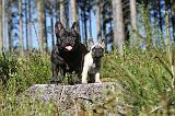 BOULEDOGUE FRANCAIS 273
